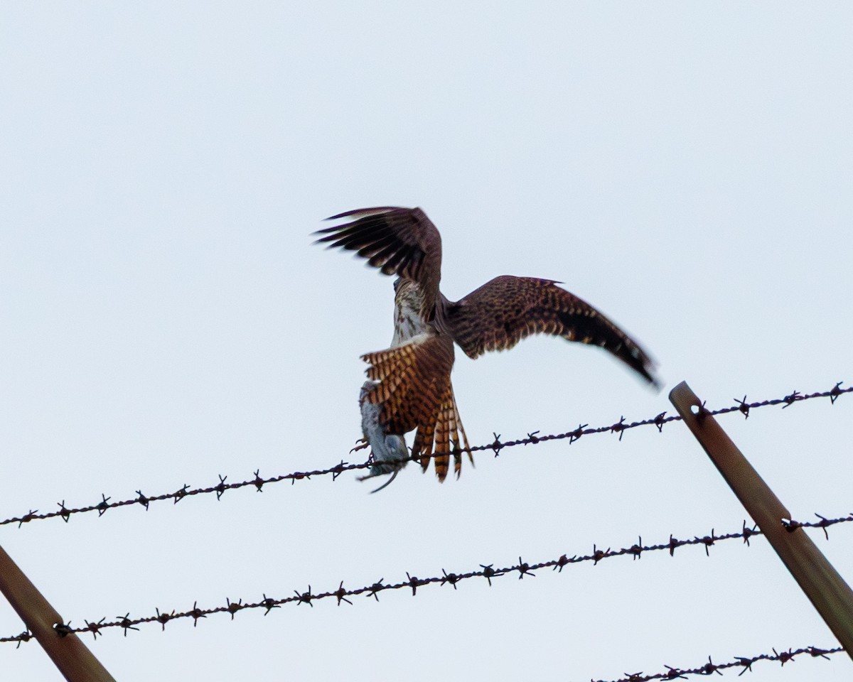 American Kestrel - ML646199718