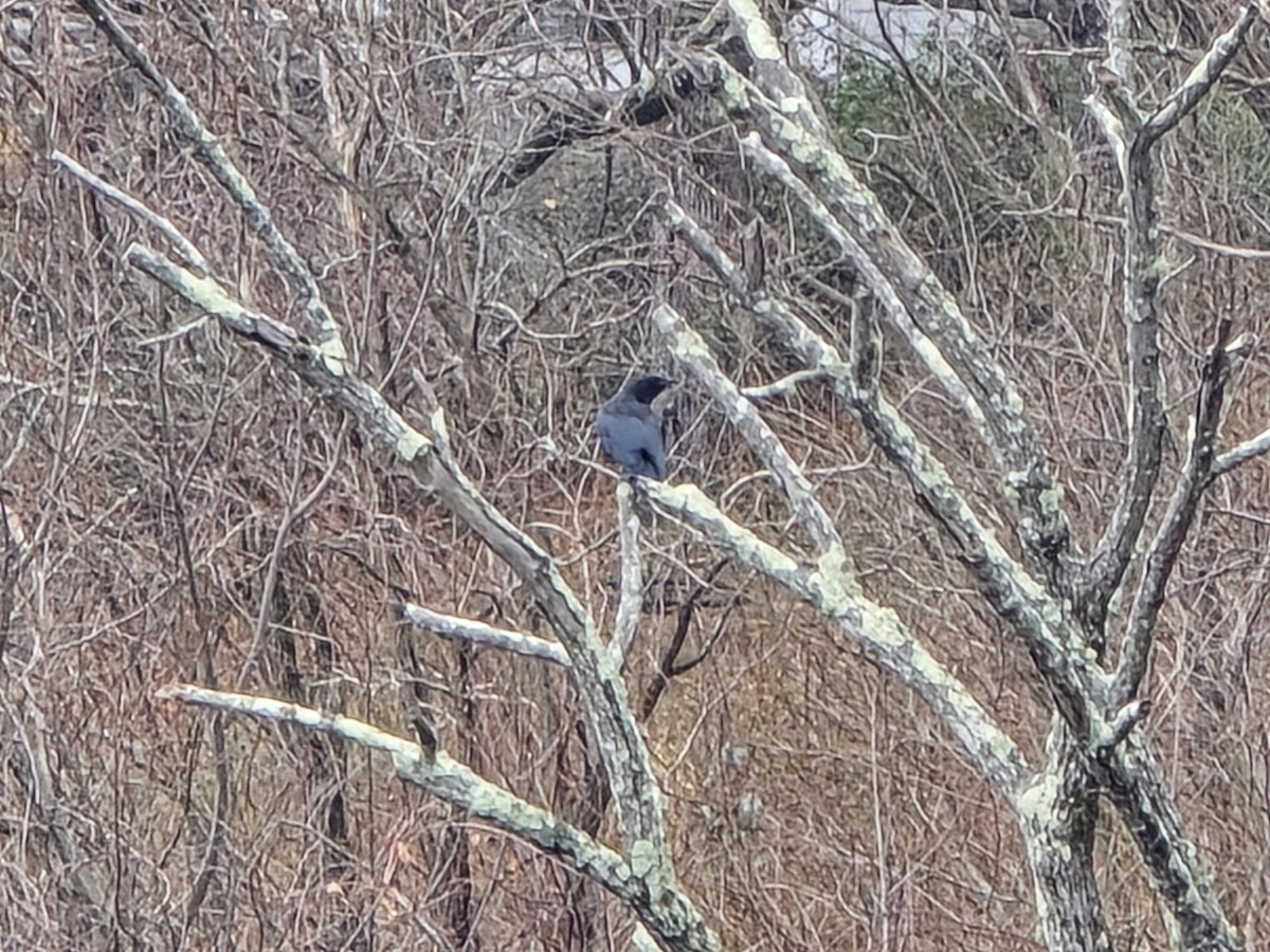 American Crow - ML646199722