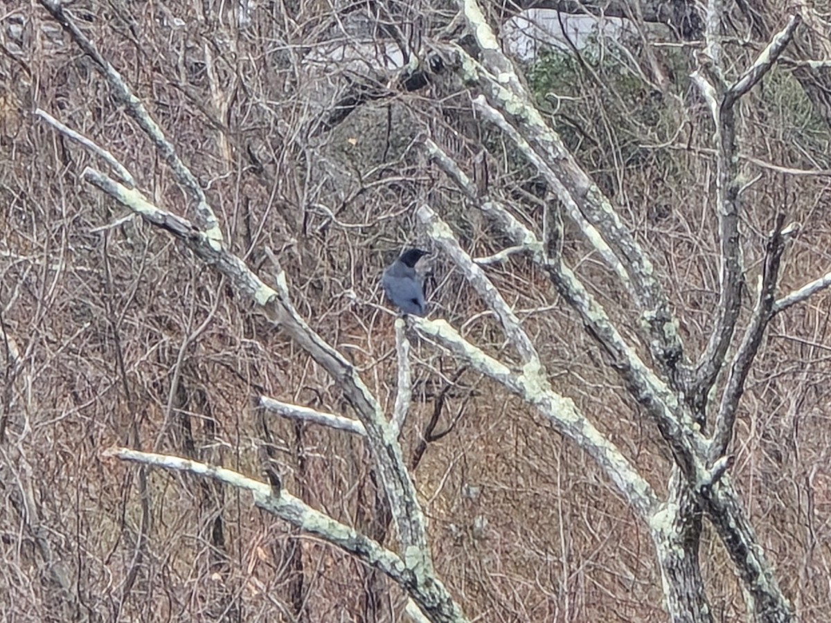 American Crow - ML646199724