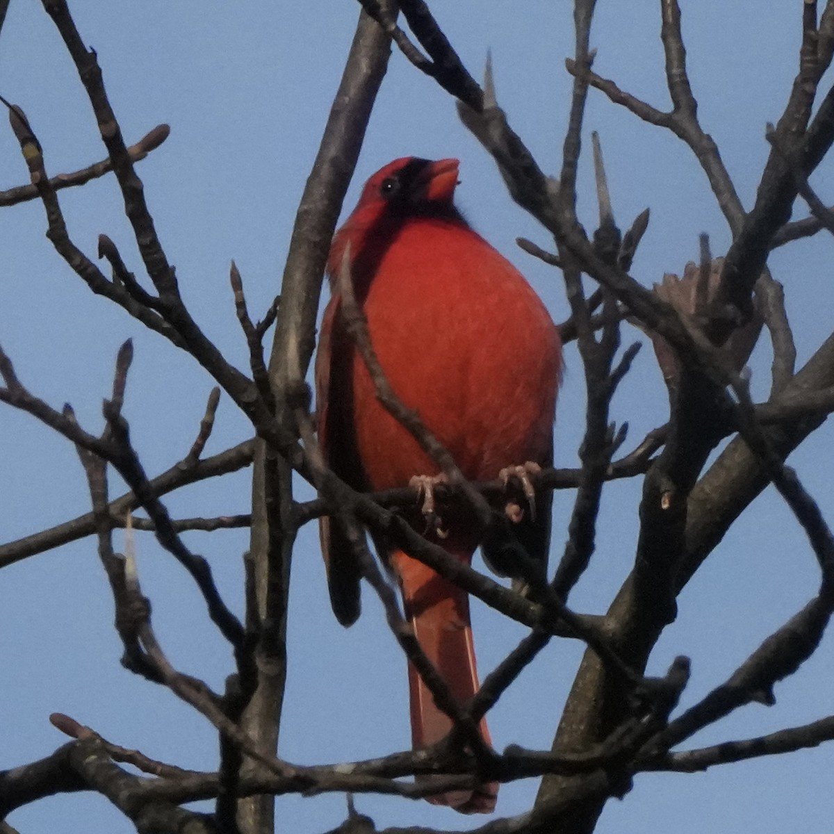 Northern Cardinal - ML646199729