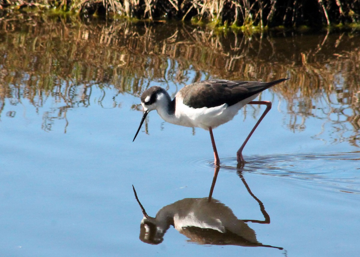 Black-necked Stilt - ML646199731