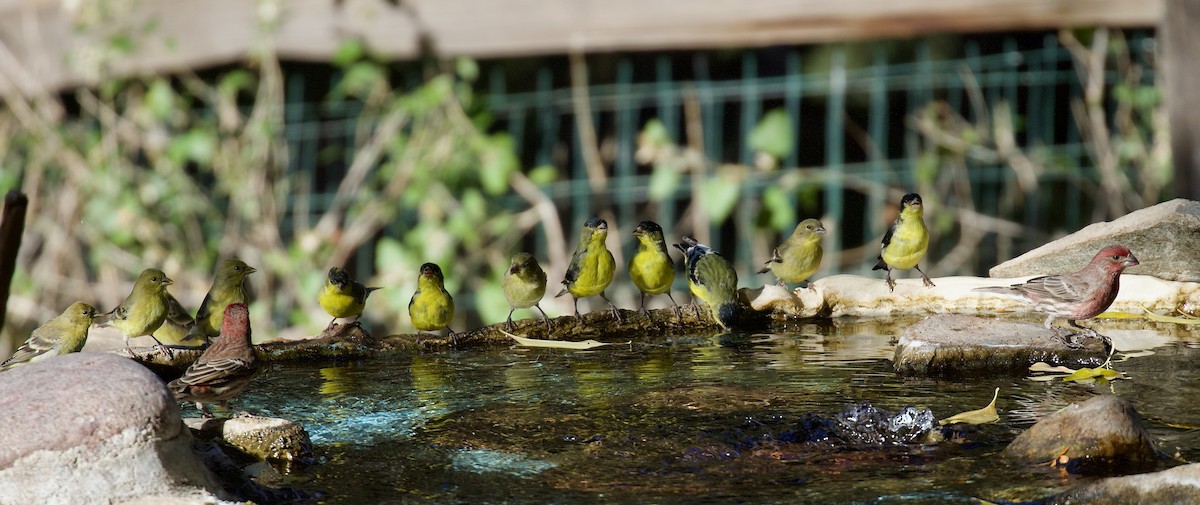 Lesser Goldfinch - ML646199732