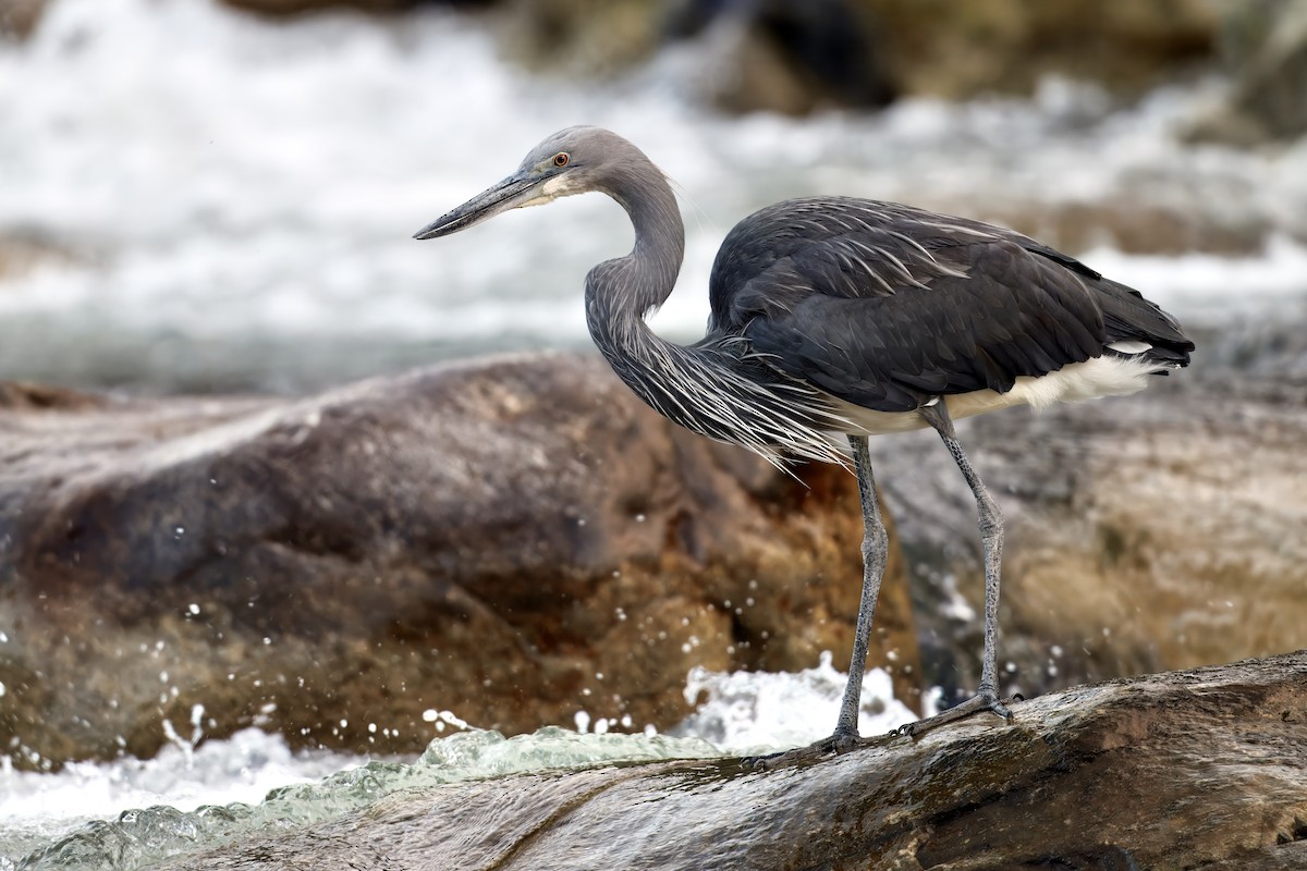 White-bellied Heron - ML646199735