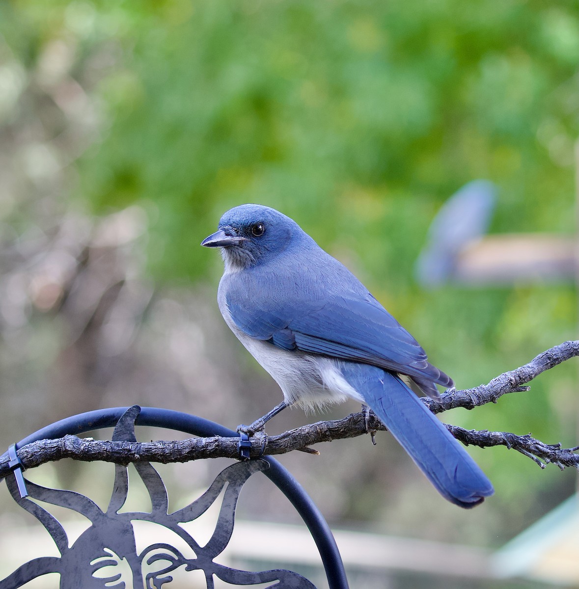 Mexican Jay - ML646199742