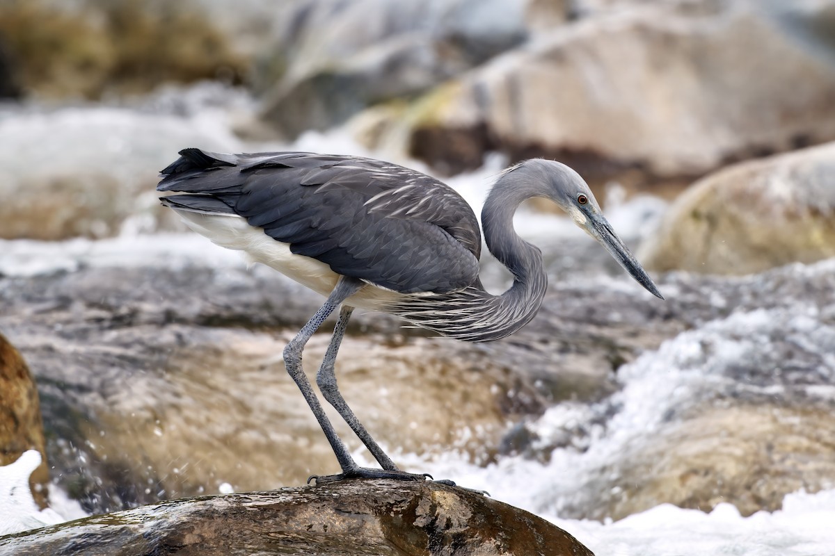 White-bellied Heron - ML646199743