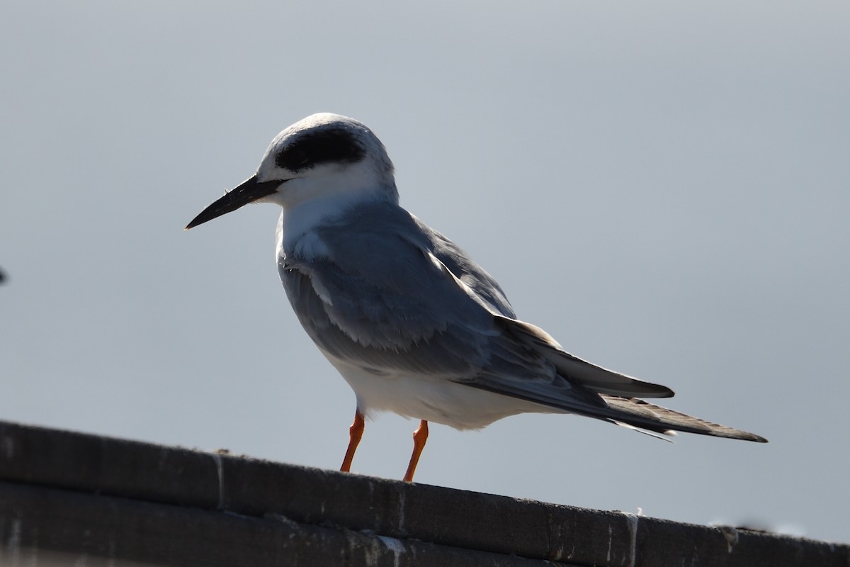 Forster's Tern - ML646199749