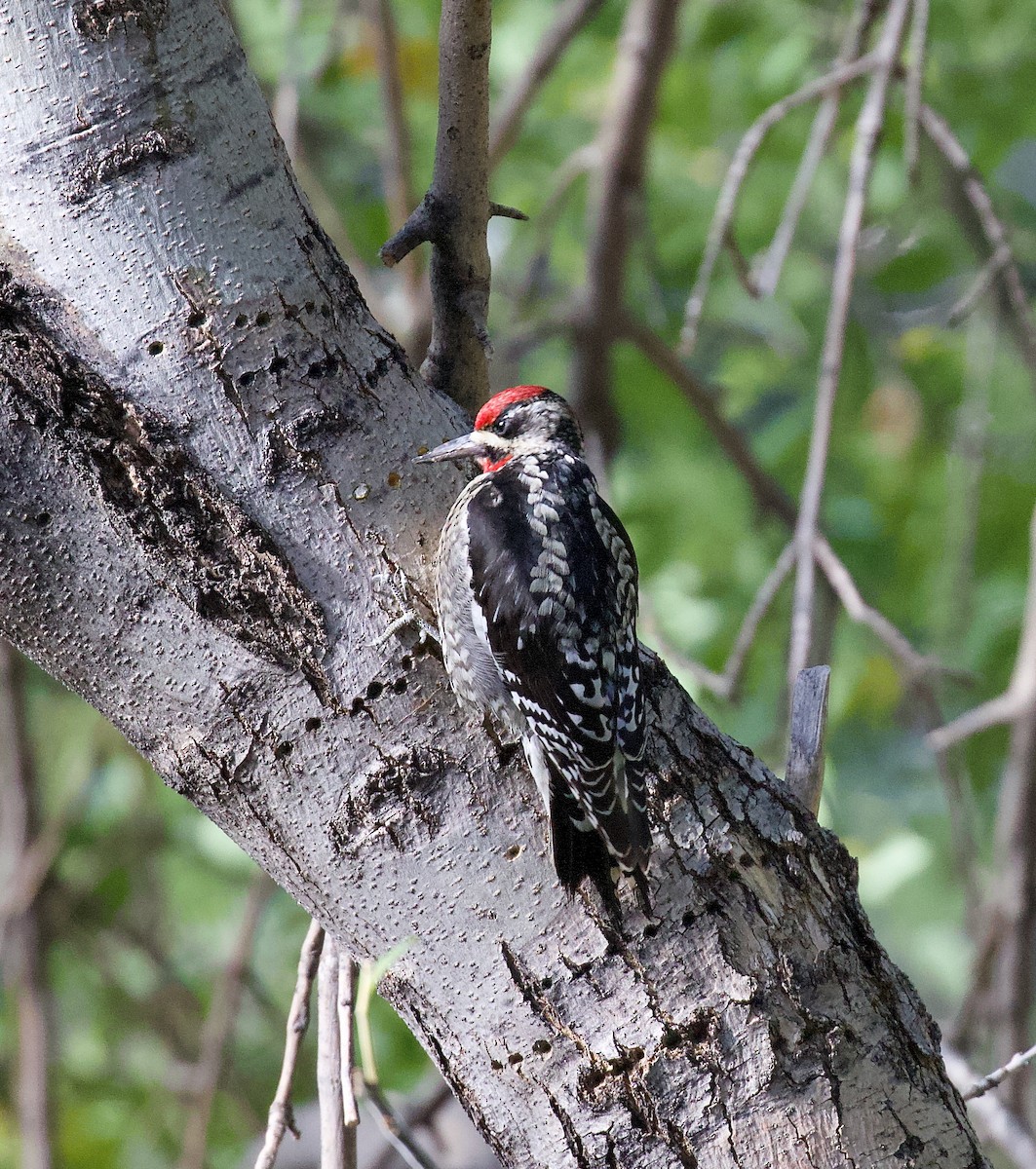 Red-naped Sapsucker - ML646199750