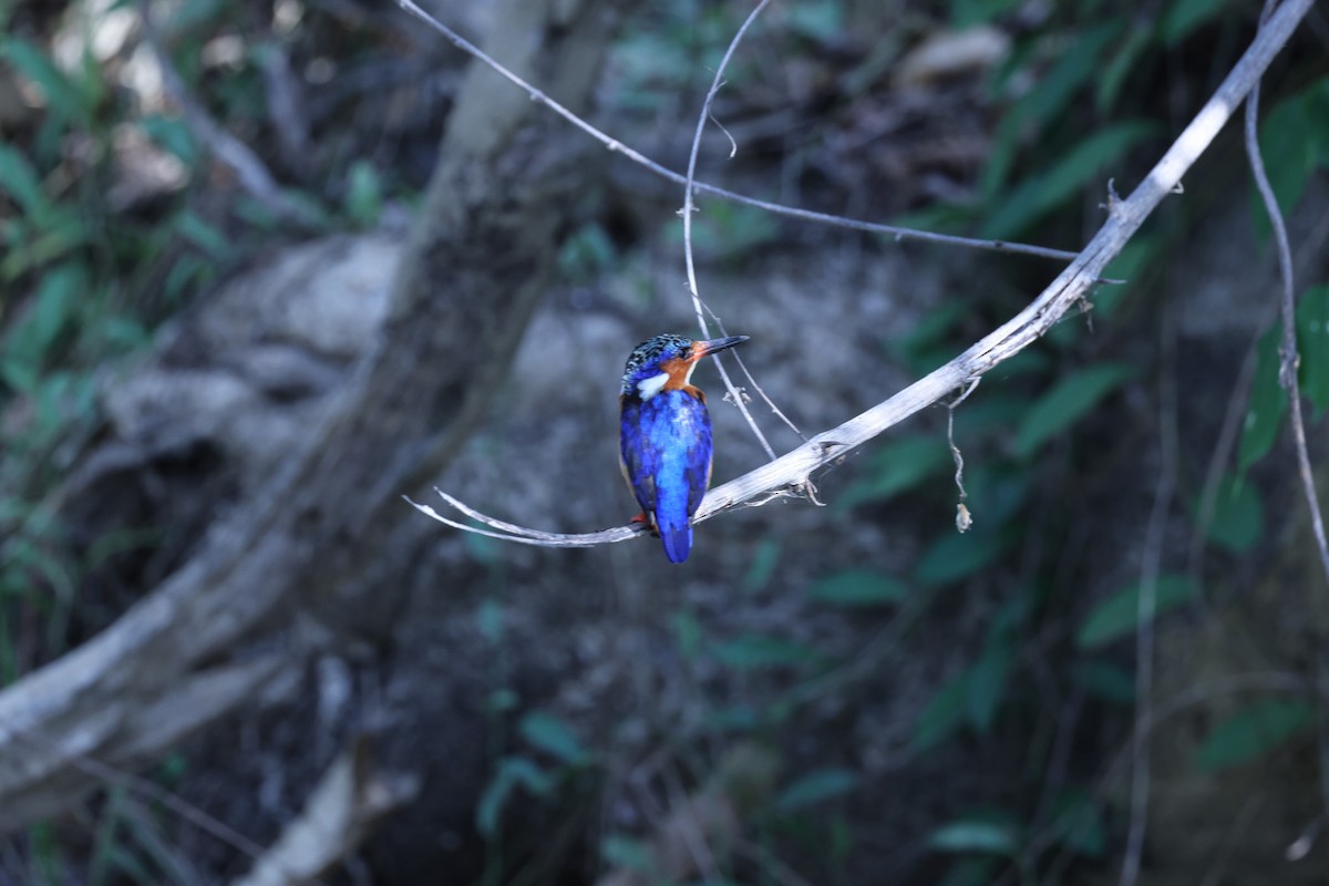 Malagasy Kingfisher - ML646199751