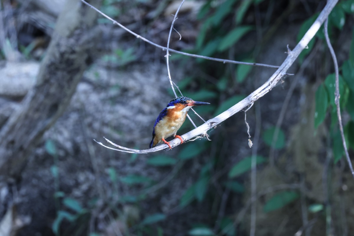 Malagasy Kingfisher - ML646199752