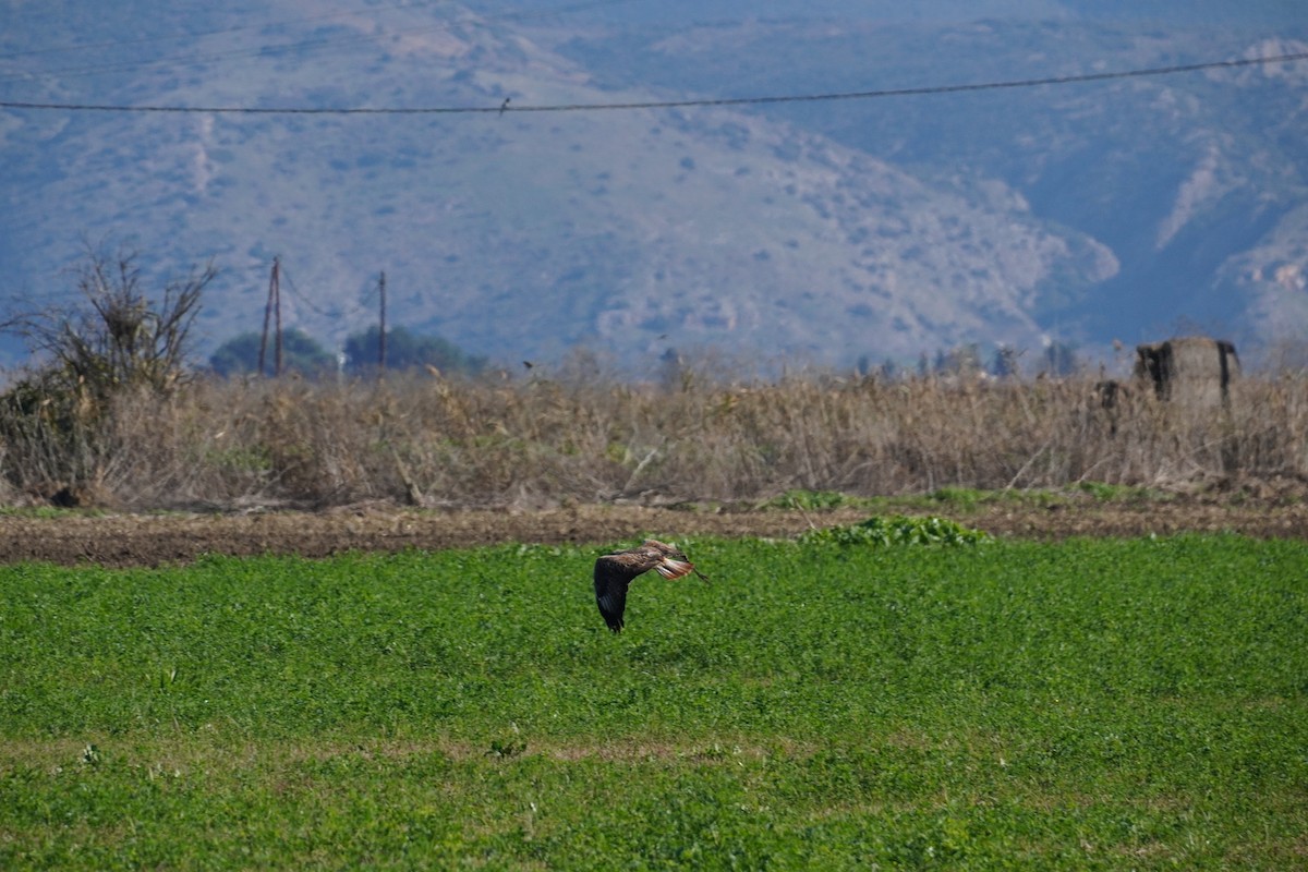 Long-legged Buzzard - ML646199754