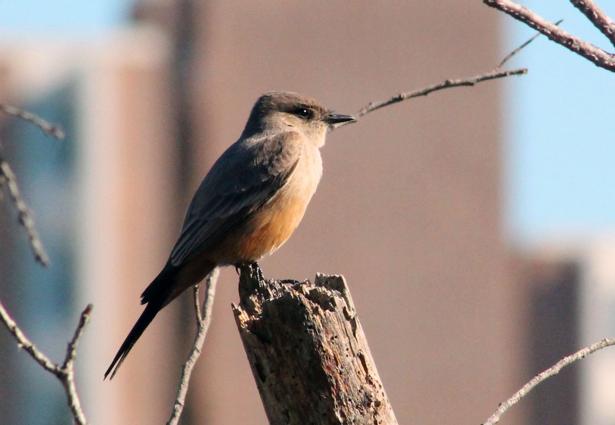 Say's Phoebe - ML646199755