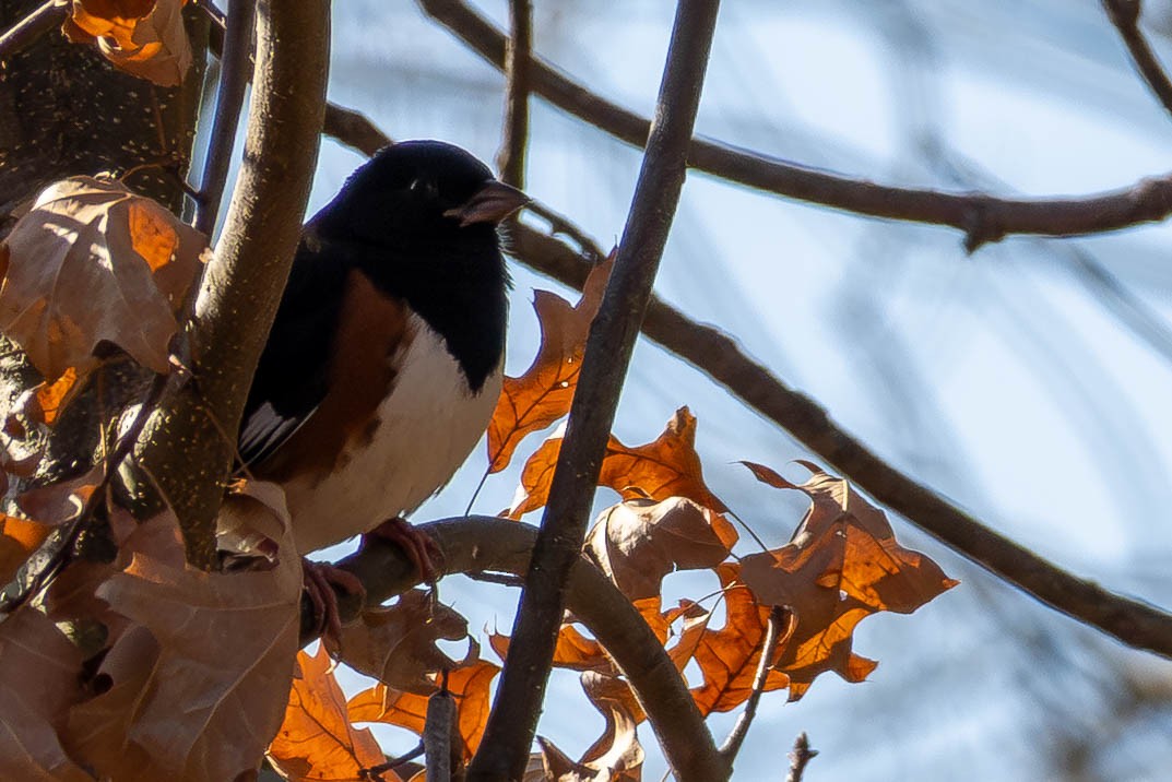 Eastern Towhee - ML646199759