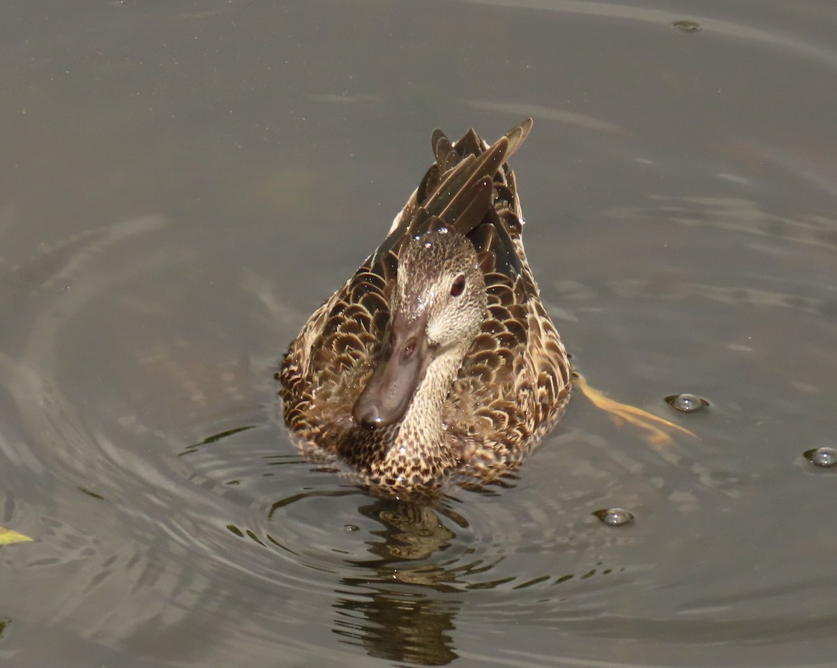שרשיר כחול-כנף - ML646199761