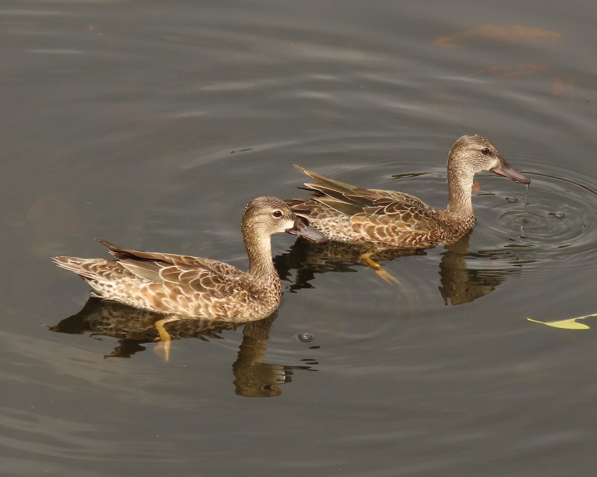 שרשיר כחול-כנף - ML646199762