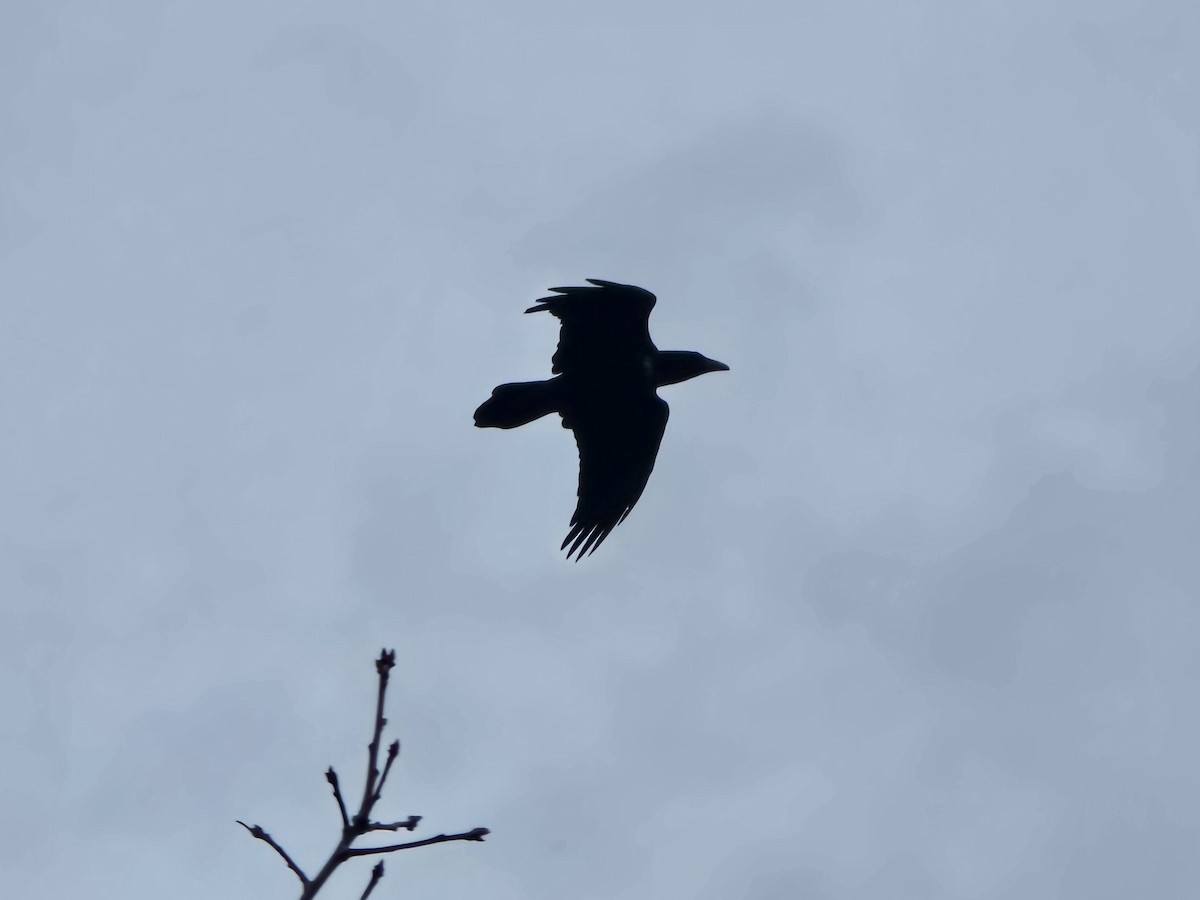 Common Raven - ML646199773