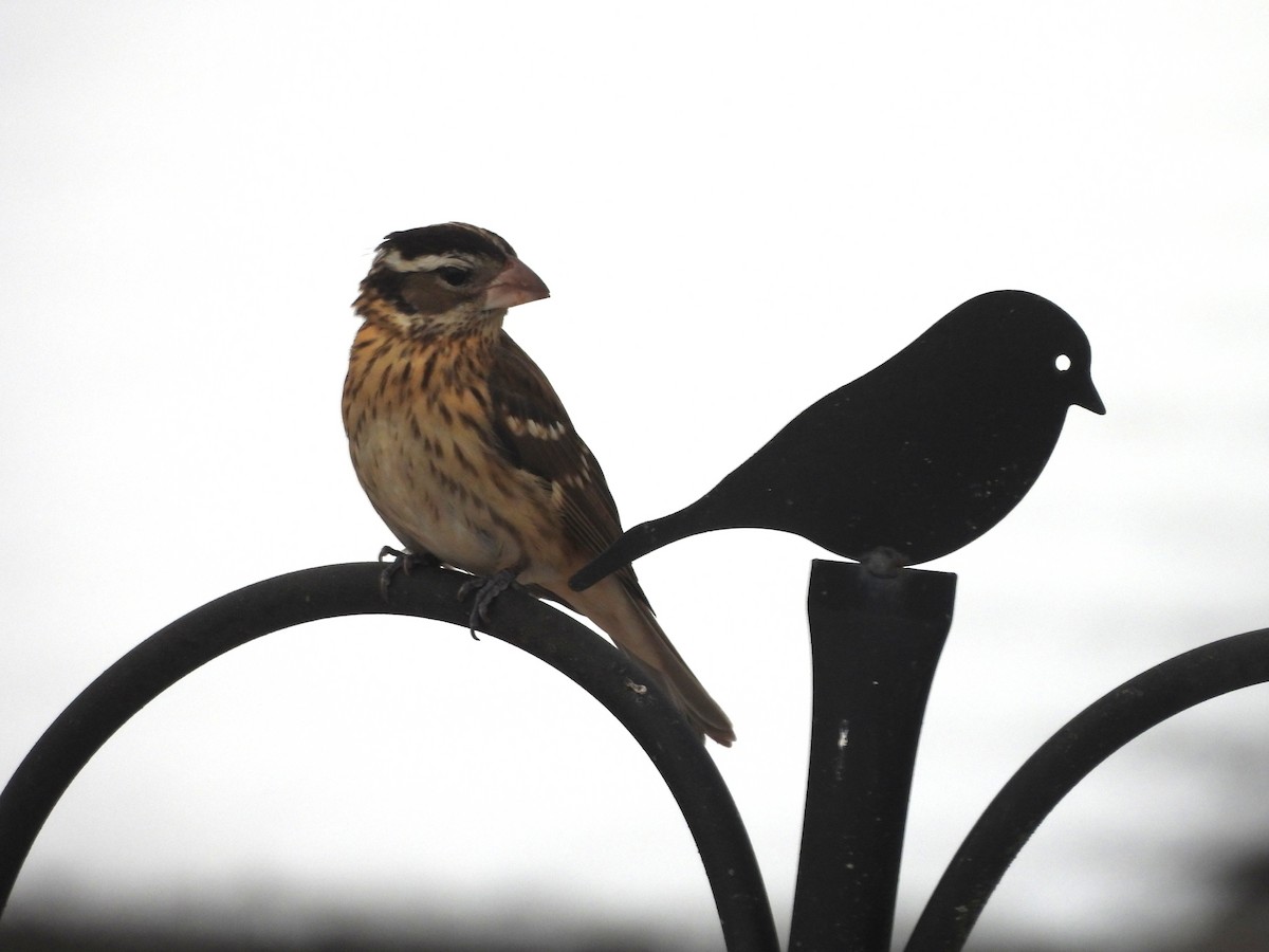 Rose-breasted Grosbeak - ML646199774