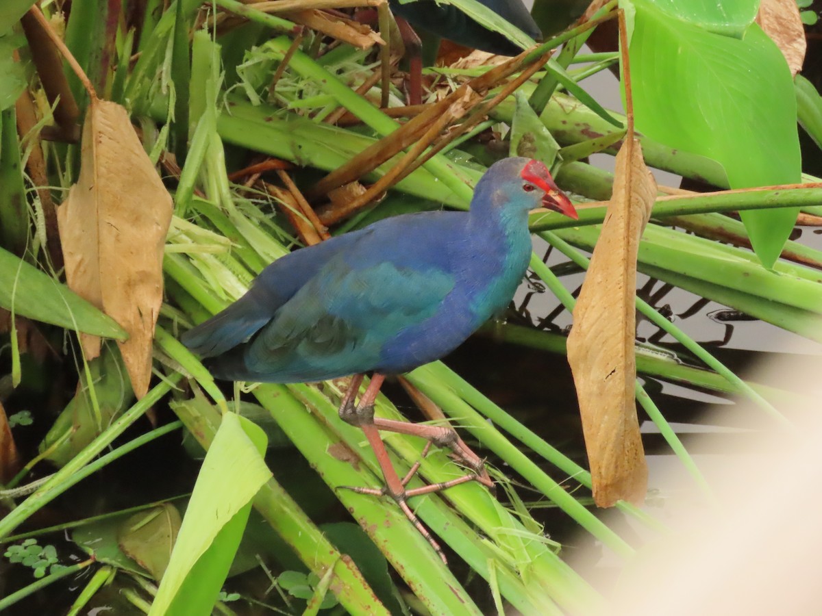 Uroilo urdin burugrisa - ML646199779