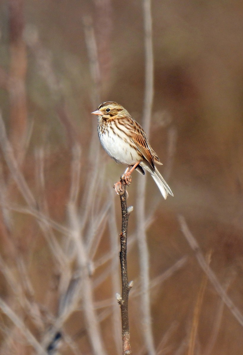 Savannah Sparrow - ML646199780