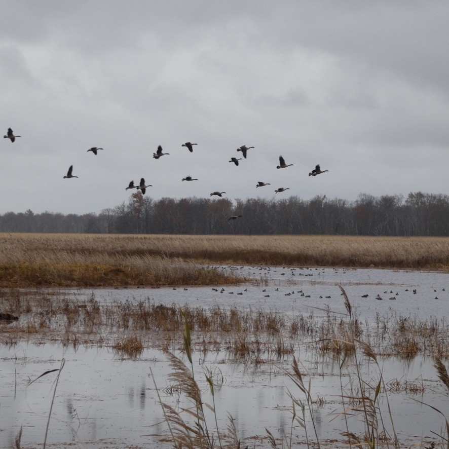 Canada Goose - ML646199782
