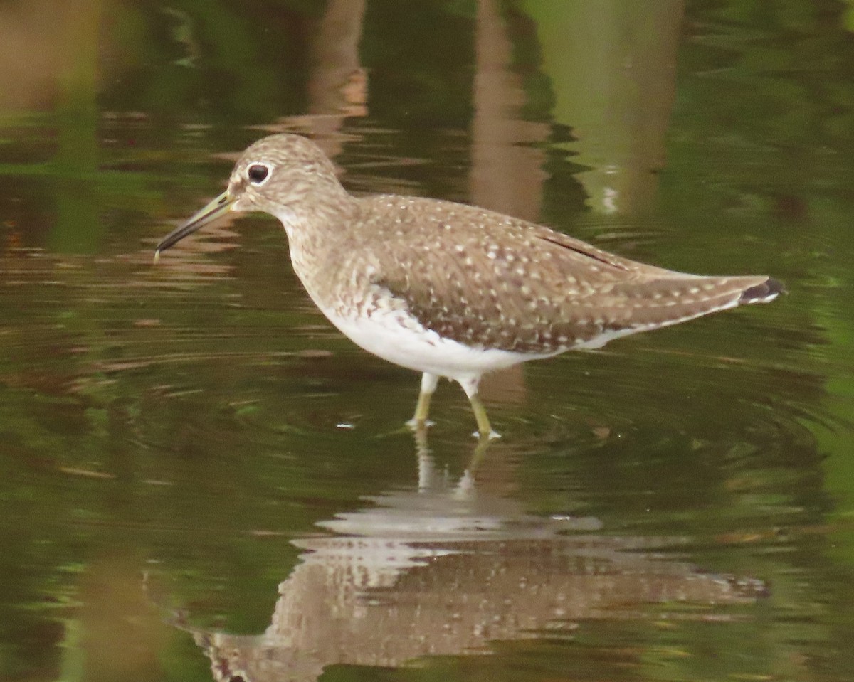 Solitary Sandpiper - ML646199789