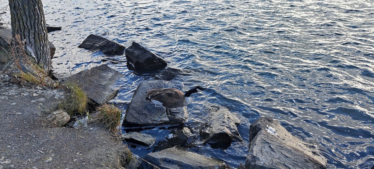 Canada Goose - ML646199793