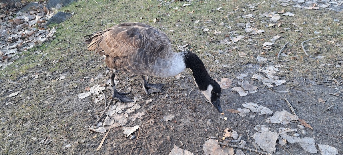 Canada Goose - ML646199794