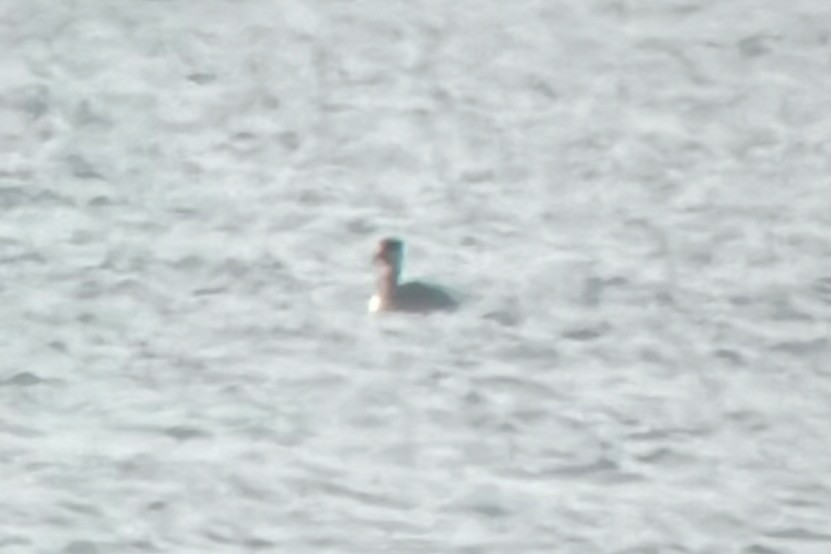 Пірникоза сірощока - ML646199797