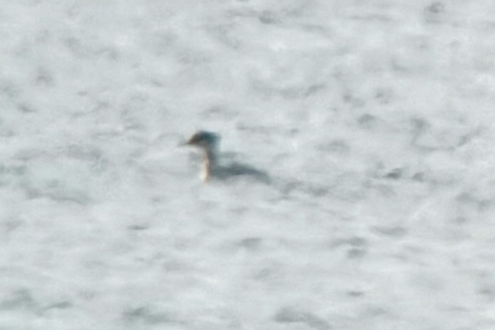 Пірникоза сірощока - ML646199798