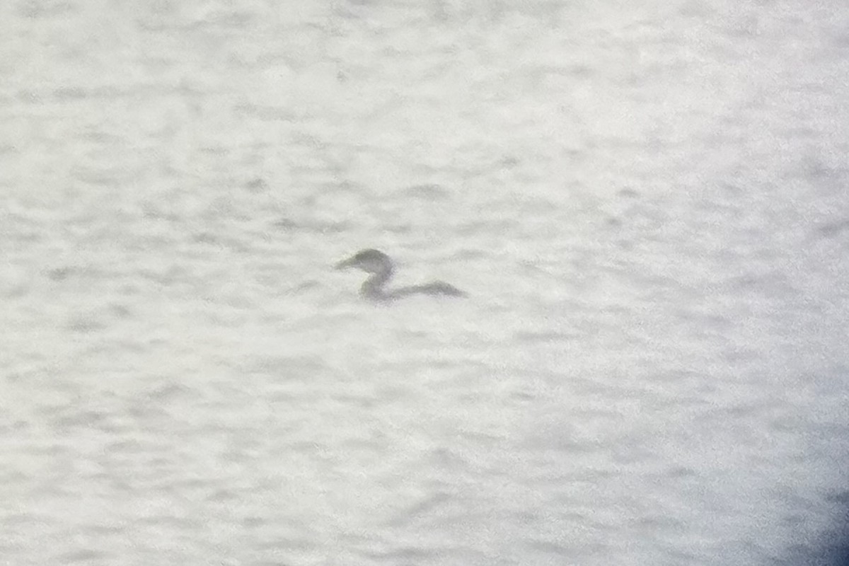 Пірникоза сірощока - ML646199799