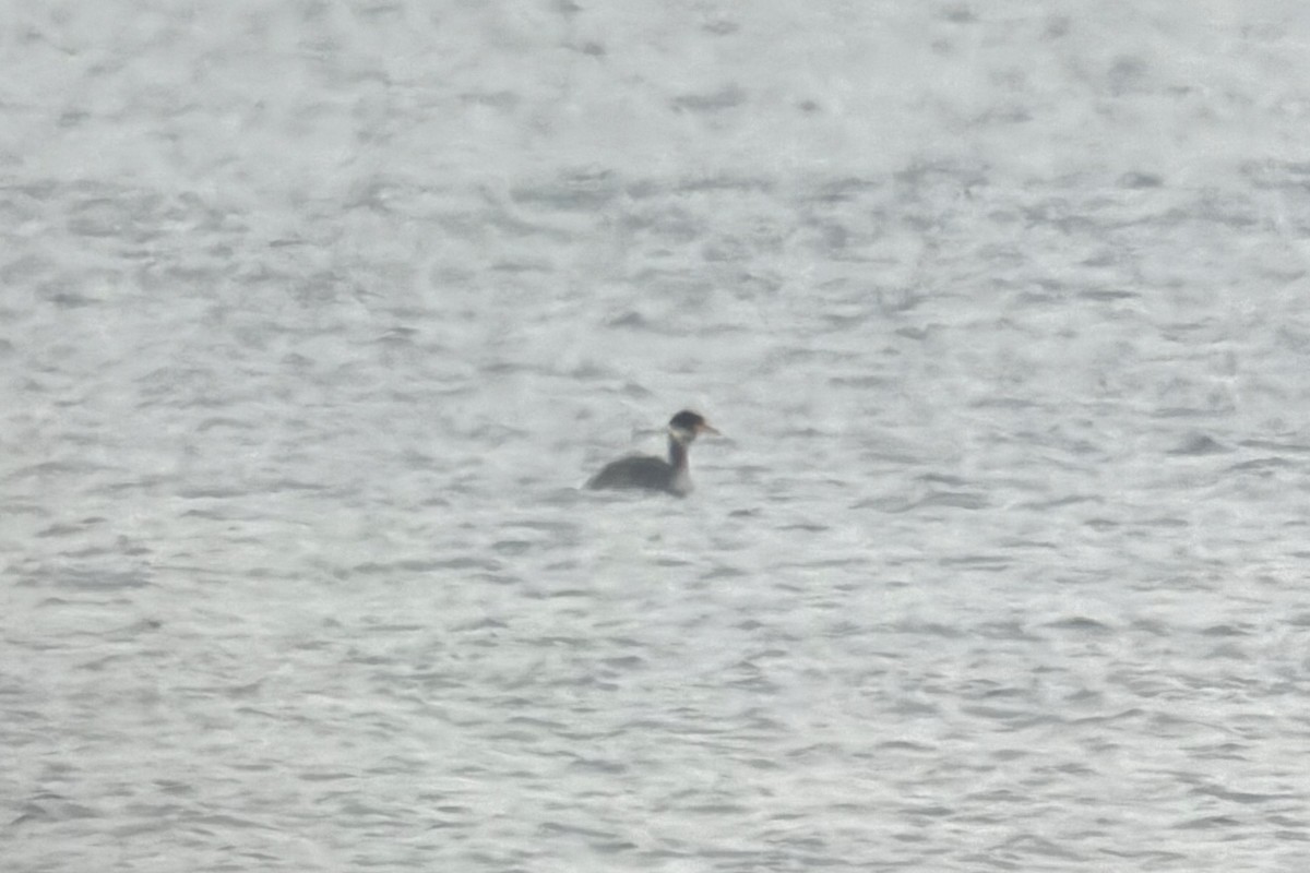 Пірникоза сірощока - ML646199800