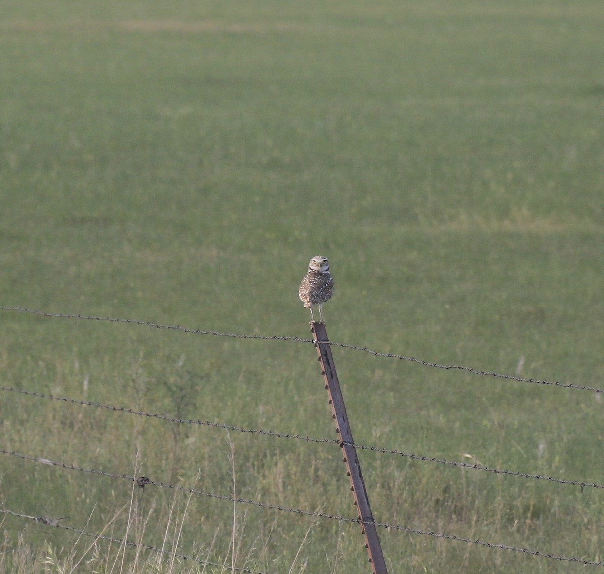 Burrowing Owl - ML646199801