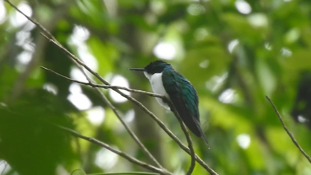 kolibřík purpurovohlavý - ML646199805