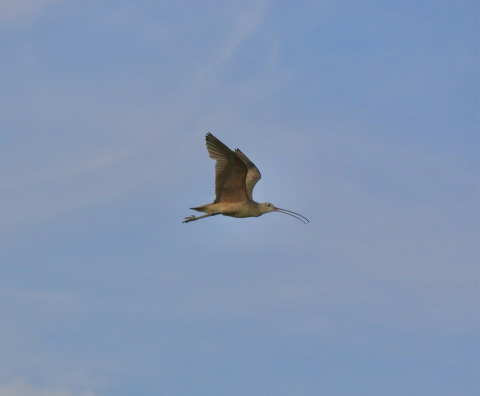 Кульон американський - ML646199807