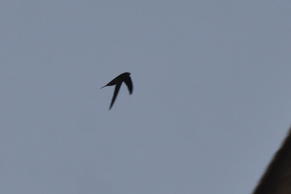 kanariseiler - ML646199808