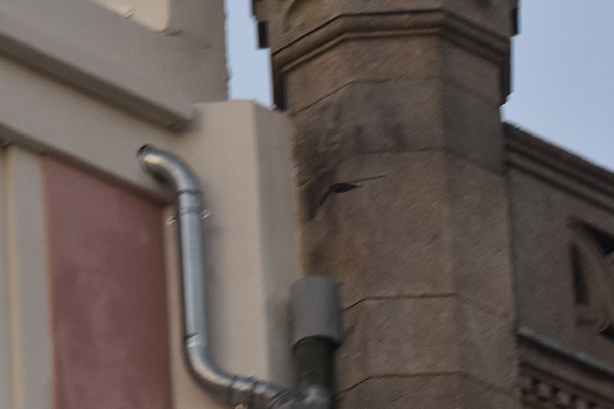 kanariseiler - ML646199814