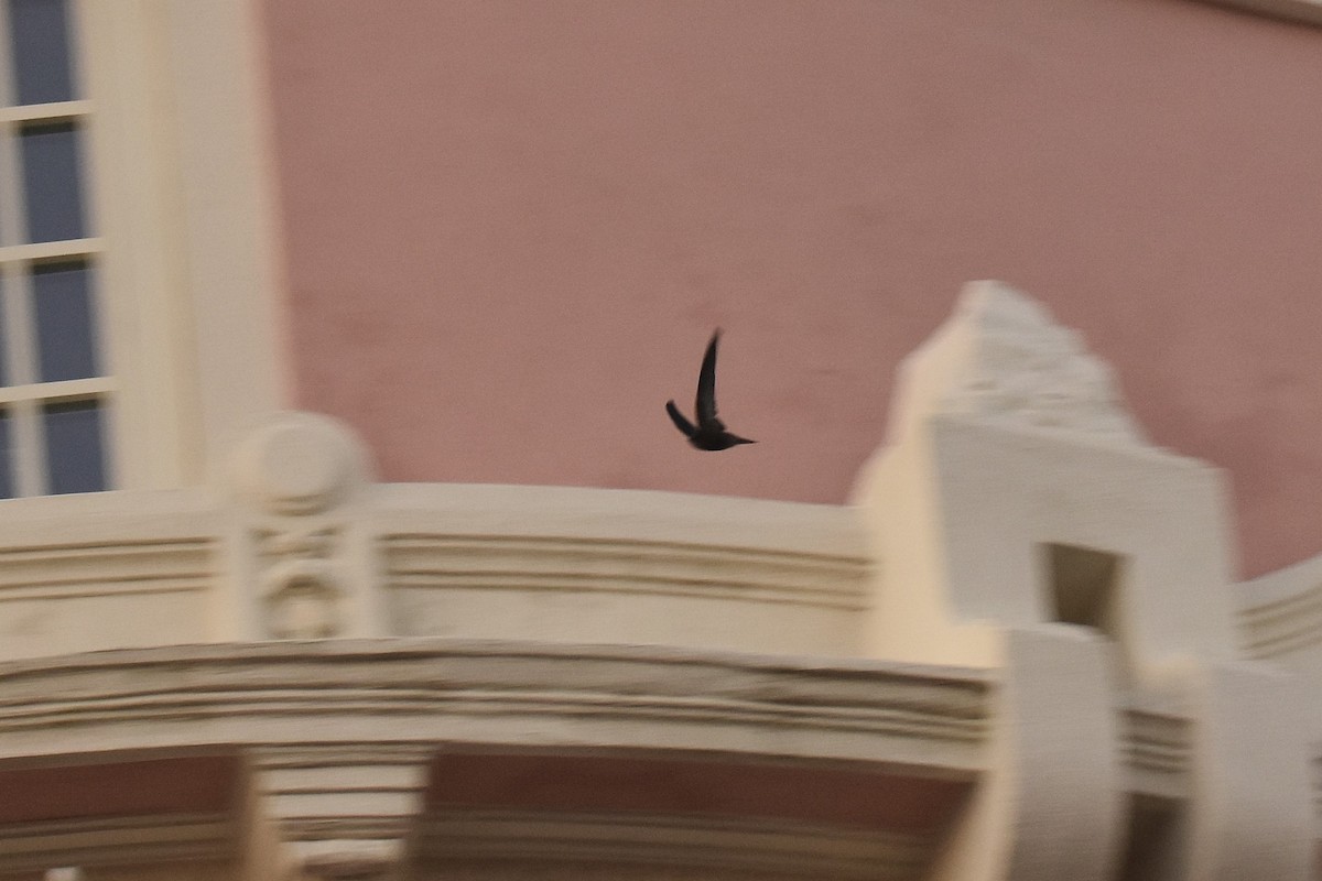 kanariseiler - ML646199815