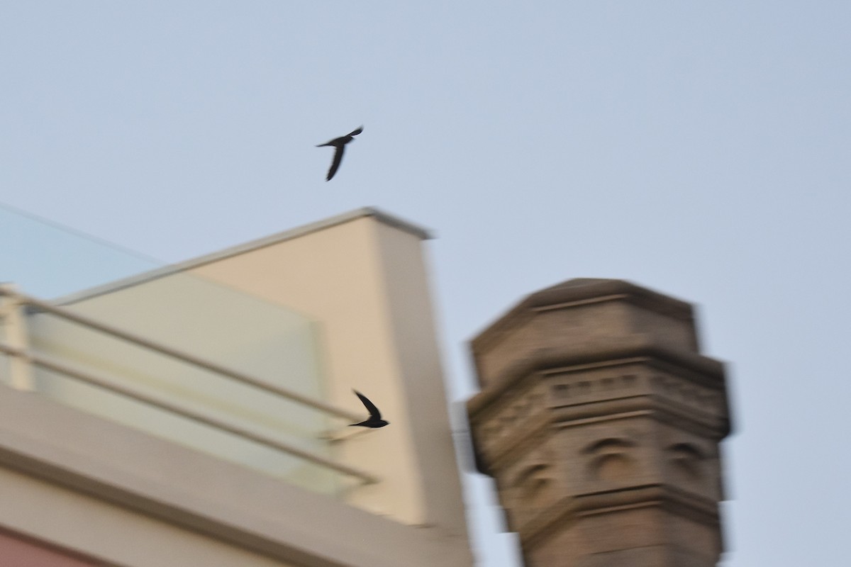 kanariseiler - ML646199817