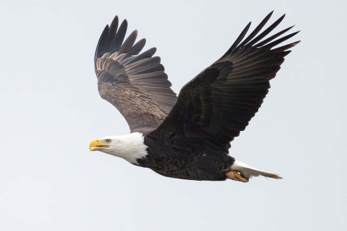 Bald Eagle - ML646199819