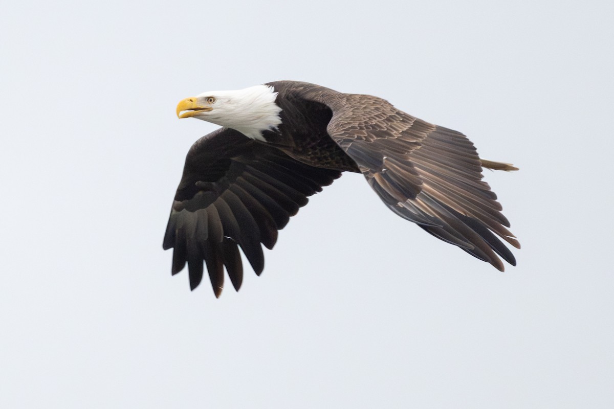 hvithodehavørn - ML646199820