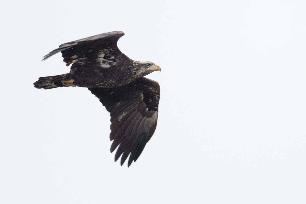 hvithodehavørn - ML646199821