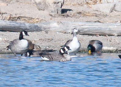 Ross's Goose - ML646199825