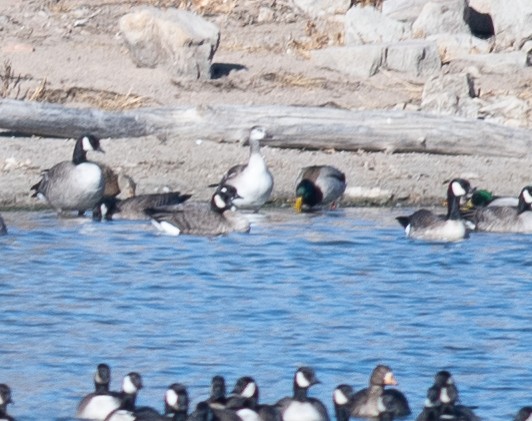 Ross's Goose - ML646199826