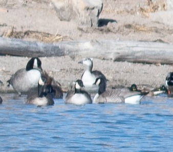 Ross's Goose - ML646199827