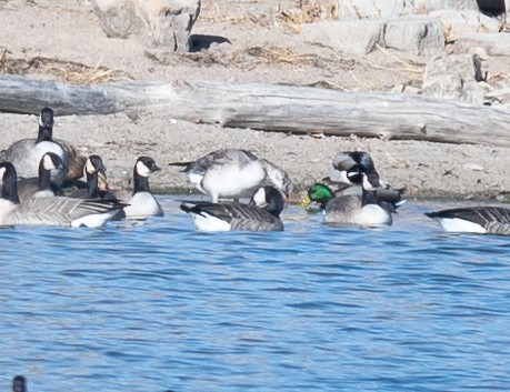 Ross's Goose - ML646199828