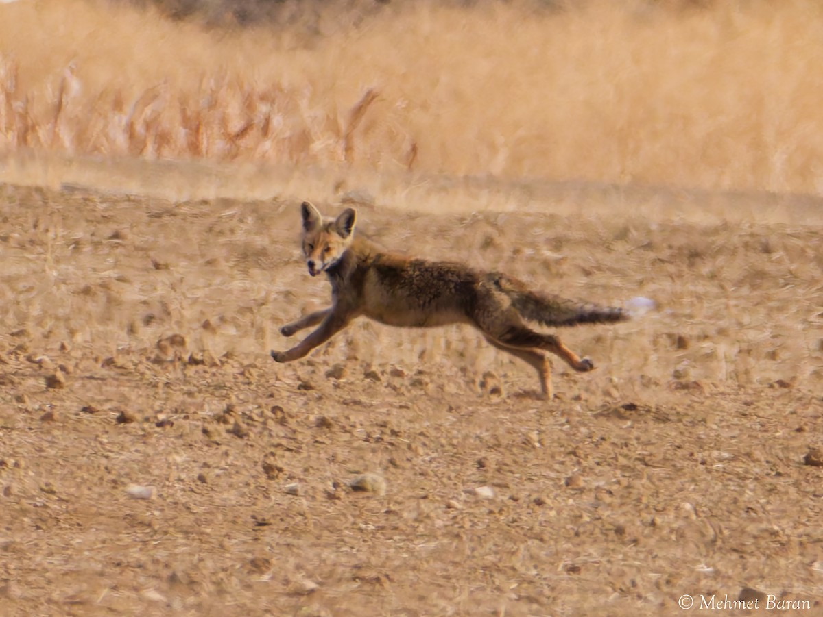 Red Fox - ML646199829