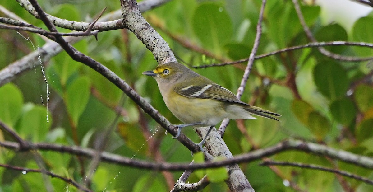 White-eyed Vireo - ML646199830