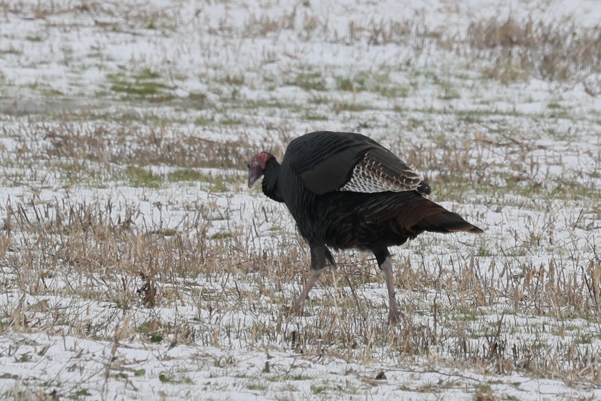 Wild Turkey - ML646199831