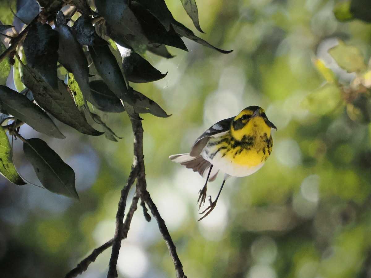 granparula - ML646199834