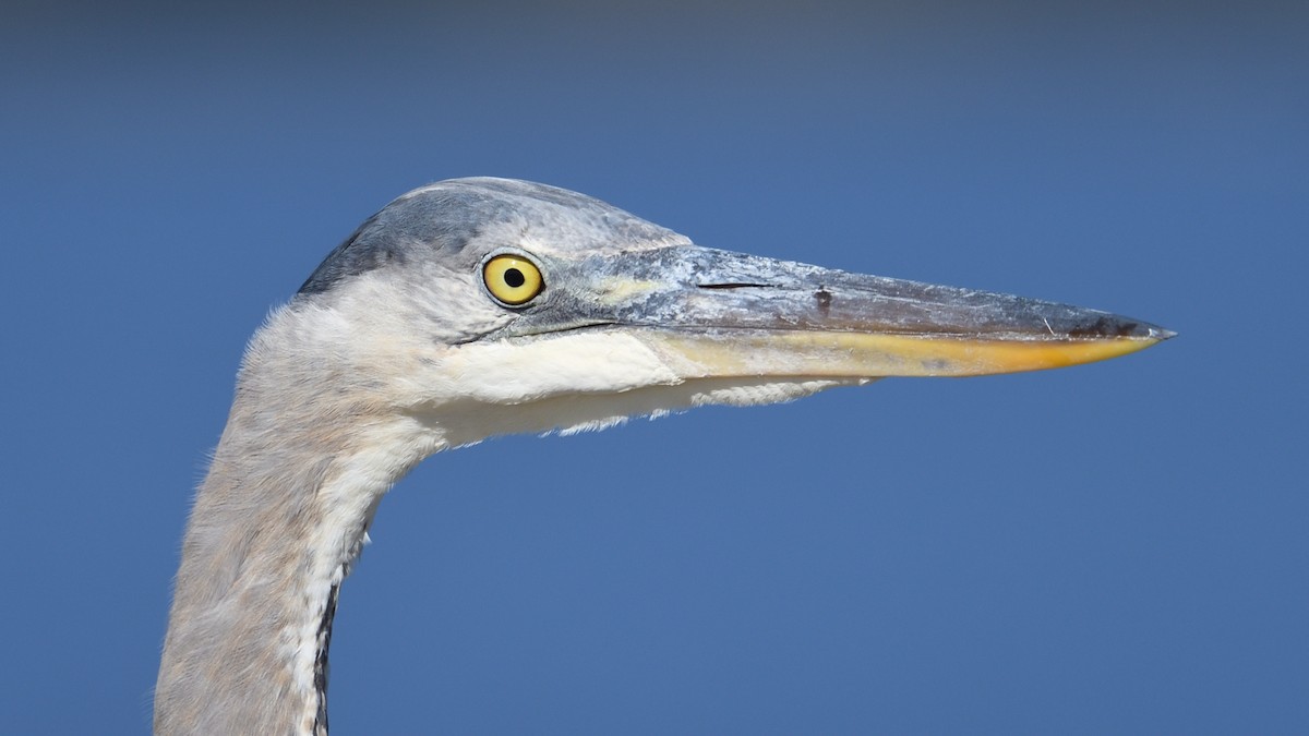 herodiashegre - ML646199835