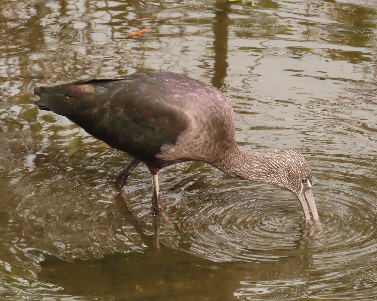 bronseibis - ML646199836